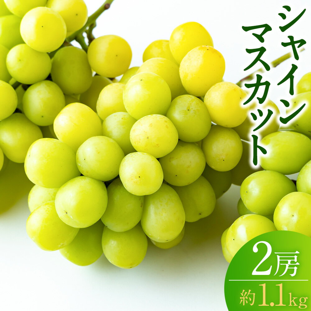 【ふるさと納税】【先行予約】龍頭農園 シャインマスカット 2房 （約1.1kg） 【2026年9月上旬～9月下旬より順次発送予定】 マスカット ぶどう ブドウ 葡萄 果物 フルーツ 冷蔵 送料無料 福岡県 うきは市