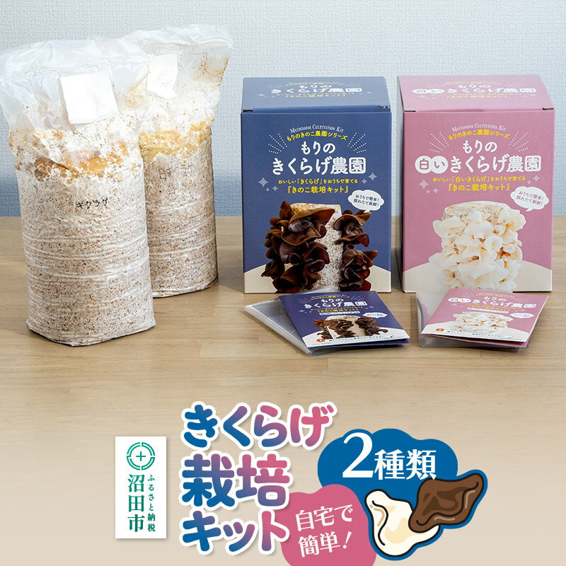 【ふるさと納税】《夏季限定》きくらげ栽培キット 2種類セット もりのきくらげ農園／白いきくらげ農園