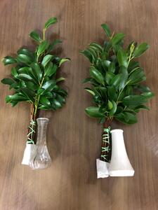 備後・榊（サカキ）切り枝　１束サイズ1セット（2束入り）
