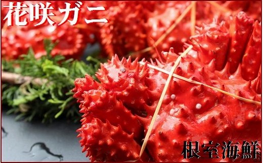 【北海道根室産】花咲ガニ3～4尾(計1.3kg前後)