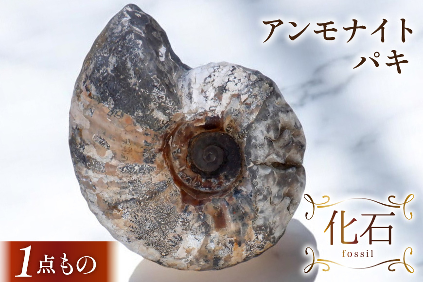 
            化石 アンモナイト パキ 1個 台座付属なし【1点もの】[加藤樹石苑 北海道 歌志内市 01227ai083] 北海道産 インテリア 置物 コレクション
          