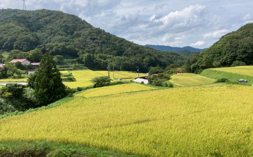 百の輝 5kg 令和7年産【 ゆうだい21 化学肥料不使用 農薬不使用 島根県産 精米 白米】【価格変更】【23-TB-11】
