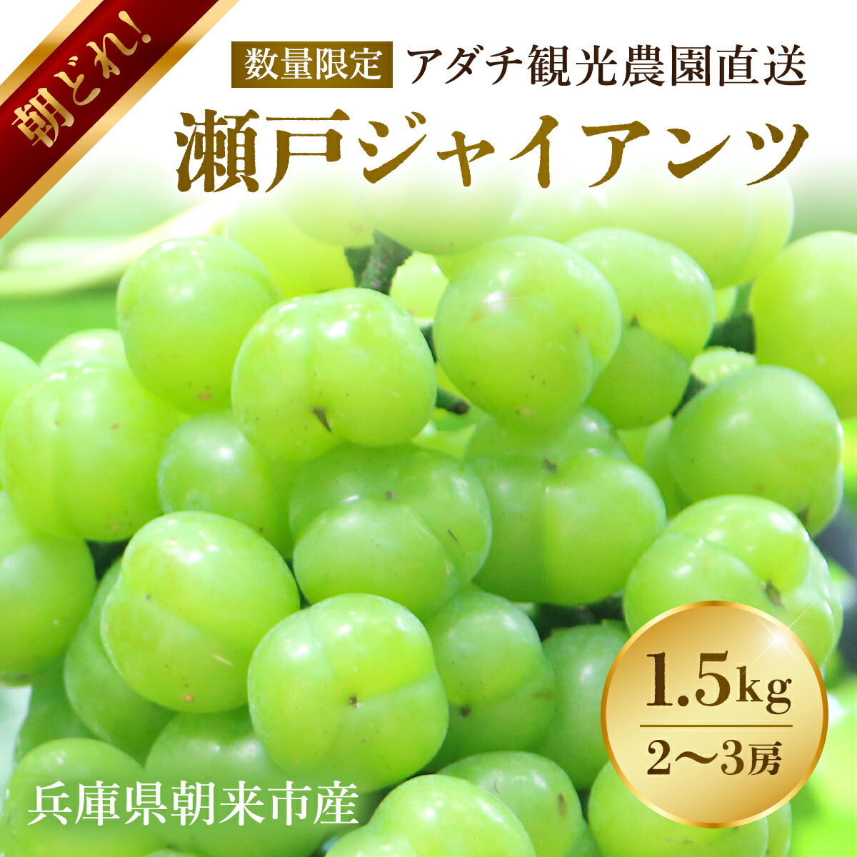 【ふるさと納税】【数量限定】朝どれ！「瀬戸ジャイアンツ1.5kg(2～3房)」◆アダチ観光農園直送の絶品ぶどう◆ぶどう ブドウ 葡萄 マスカット 種なしぶどう 種無しぶどう 種無し 種なし 皮ごと 皮ごと食べられるぶどう 果物 フルーツ 産地直送 期間限定 兵庫県 朝来市 AS2CB3