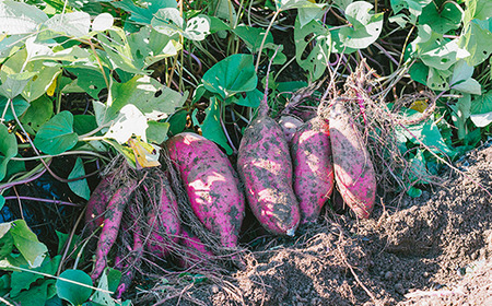 【先行予約】【訳あり】茨城県産熟成さつまいも「紅はるか」5kg【2025年11月下旬頃～2026年2月末までに出荷】【さつまいも 紅はるか 芋 サツマイモ 甘い 焼き芋 スイートポテト 茨城県産 大容