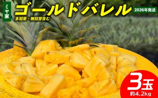 ミヤ家　ゴールドバレル　3玉（約4.2kg）多冠芽・無冠芽含む 2026年発送 沖縄県産 東村 パイナップル ジューシー 希少 高級フルーツ 南国フルーツ 国産フルーツ 農家直送 パイン ゴールドバレル 贈り物 おすすめ お土産 人気 やんばる 大自然 南国気分 沖縄本島北部