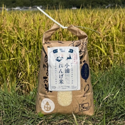 2025年度(令和7年)産!日高町小浦の無洗米「小浦れんげ米」5kg【1680206】