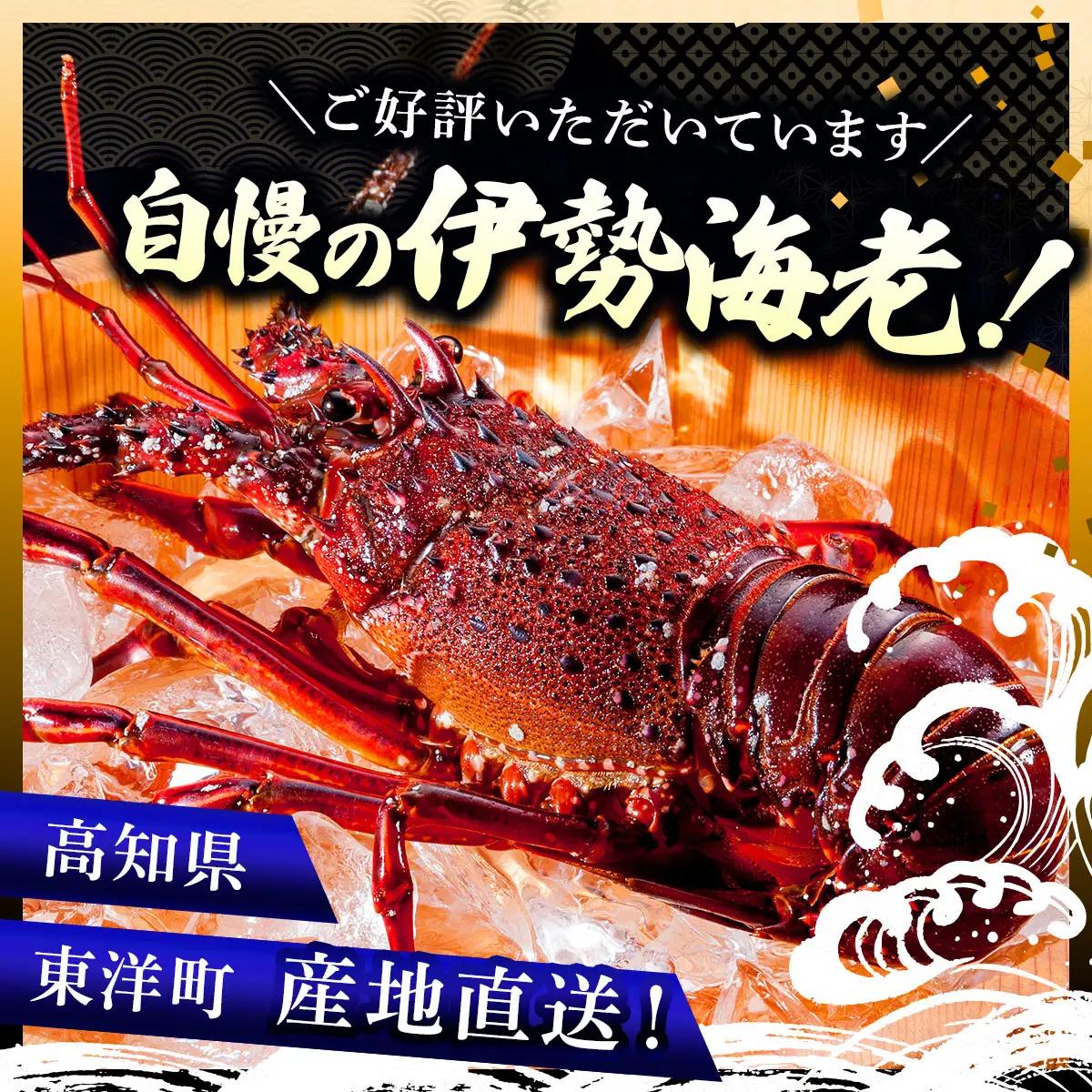 リピーター続出！伊勢海老 400～500g（1～2尾）