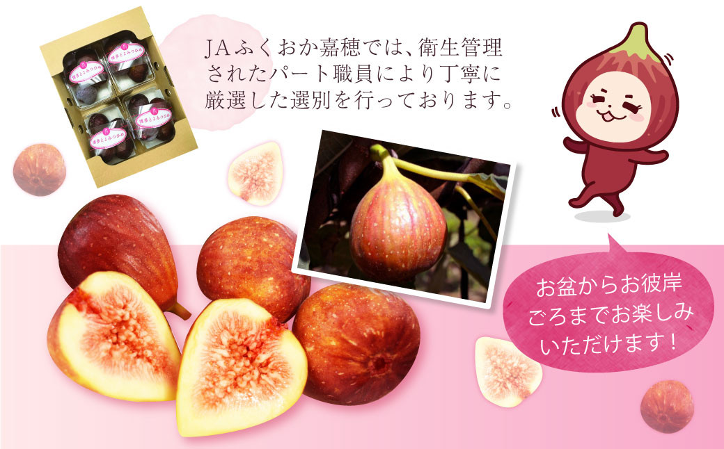 【2022年8月下旬発送開始】JAふくおか嘉穂 いちじく とよみつひめ 秀品  300ｇ(3～5玉)×4Ｐ 計1.2kg
