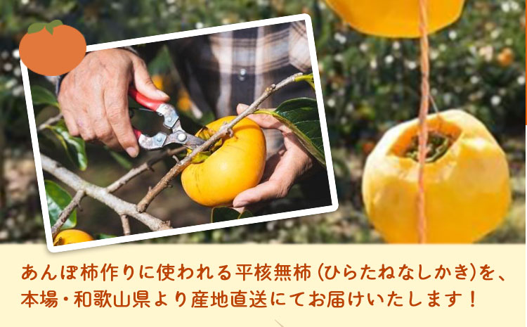 【2026年先行予約】T字枝付つるし柿用生渋柿 1.5〜2kg ふるさと農園《10月中旬～11月上旬頃発送予定》