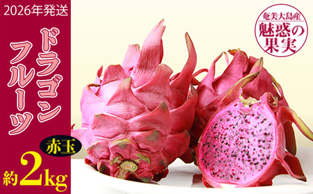 2026年発送【奄美大島産】魅惑の果実・ドラゴンフルーツ(赤玉)約2kg 果物  フルーツ