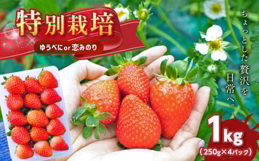 ＜ 2月発送予定 ＞ 特別栽培 いちご 1kg　| 果物 くだもの フルーツ いちご 苺 イチゴ ゆうべに 恋みのり 熊本県 玉名市