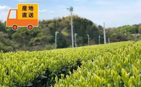 〈八女茶の極み〉蔵じまん（熟成蔵出し茶）・鶴の八十八夜　各100g　026-022
