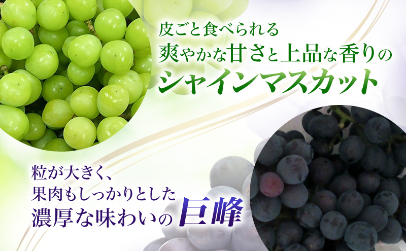 【先行予約】【訳あり・食べ比べ】長野県産 シャインマスカット＆種あり巨峰セット 約1kg（シャインマスカット1房・巨峰2～3房）家庭用 味は問題なし 季節のフルーツ 果物 信州産