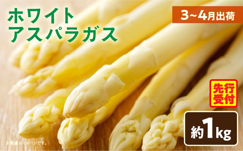 
            ホワイトアスパラガス約1kg（3～4月出荷）|アスパラ アスパラガス ホワイトアスパラガス 新鮮 素材の味 春野菜 直送 香川県 三木町|_mk002-001
          
