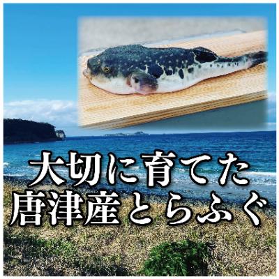 ふるさと納税 唐津市 唐津産 とらふぐてっさと切り身の贅沢食べ比べ!4人前 |  | 02