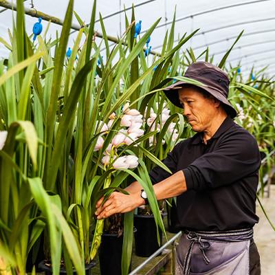 ふるさと納税 美馬市 洋蘭　おまかせシンビジウム鉢物3本立 |  | 02