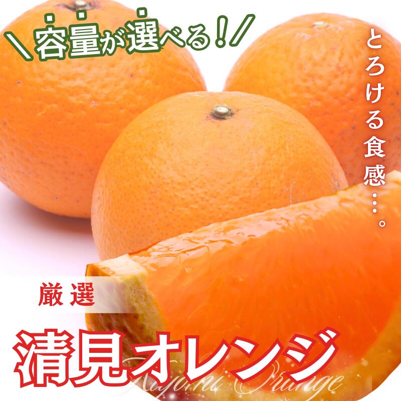 【ふるさと納税】 清見 オレンジ 厳選 / みかん 光センサー 選別 きよみ 柑橘 晩柑 和歌山 / 1kg 2.5kg 5kg 7.5kg 10kg （傷み補償分付）※2026年2月～3月下旬ごろに順次発送 ※北海道・沖縄・離島への配送不可