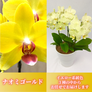 胡蝶蘭 花 ギフト イエロー系 5.5号 3本立ち お祝い プレゼント 【 胡蝶蘭 】　