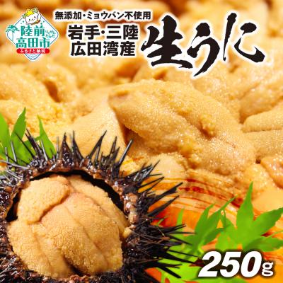 ふるさと納税 陸前高田市 【先行受付】 三陸産 生うに 250g(塩水パック) 無添加 ミョウバン不使用 ウニ 旬 新鮮 濃厚