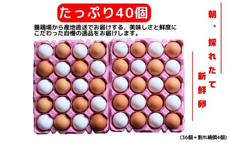 朝採り 新鮮！ たっぷり40個(36個＋割れ補償4個) 濃厚で美味しい卵 わたなべさんちの元気たまご 20個×2パック  新潟 糸魚川 卵 たまご  卵 たまご  卵 たまご  卵 たまご  卵 たま