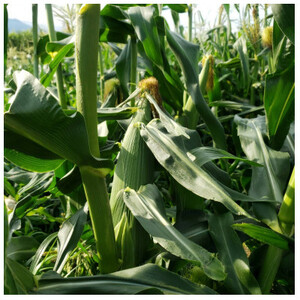 完熟とうもろこし(ゴールドラッシュ)10本＜7月中旬発送＞