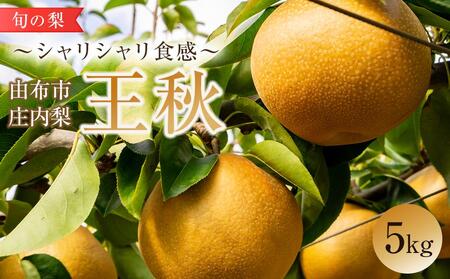 旬の梨 王秋 5kg 庄内梨 大塚梨園＜2025年10月下旬以降発送＞
