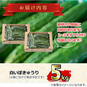 【0113906a】牧内農園の白いぼきゅうり(計5kg・小分けパック) 野菜 やさい サラダ 胡瓜 キュウリ 漬物 ピクルス 小分け 大容量 期間限定【牧内農園】