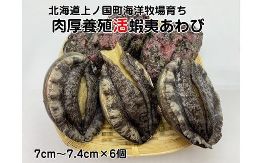 海洋牧場育ち養殖活蝦夷あわび（7㎝～7.4㎝×6個）　活アワビ　鮑　海鮮　産地直送　魚介類　海の幸　おせち　エゾアワビ　冷蔵　アワビ　BBQ　バーベキュー　蝦夷鮑