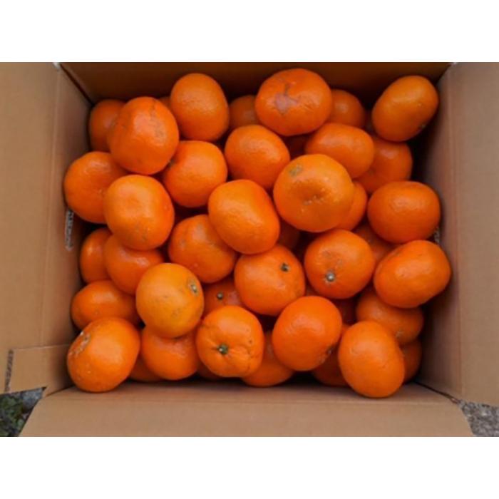 【ふるさと納税】紀州有田みかん 約10kg 訳あり 家庭用キズあり サイズ混合［SL39］