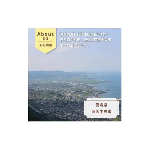 ＜10月下旬以降発送＞【ぽぽ農園】レインボーレッドキウイ（四国中央市産レインボーレッド） M サイズ 約850g（9個～11個）