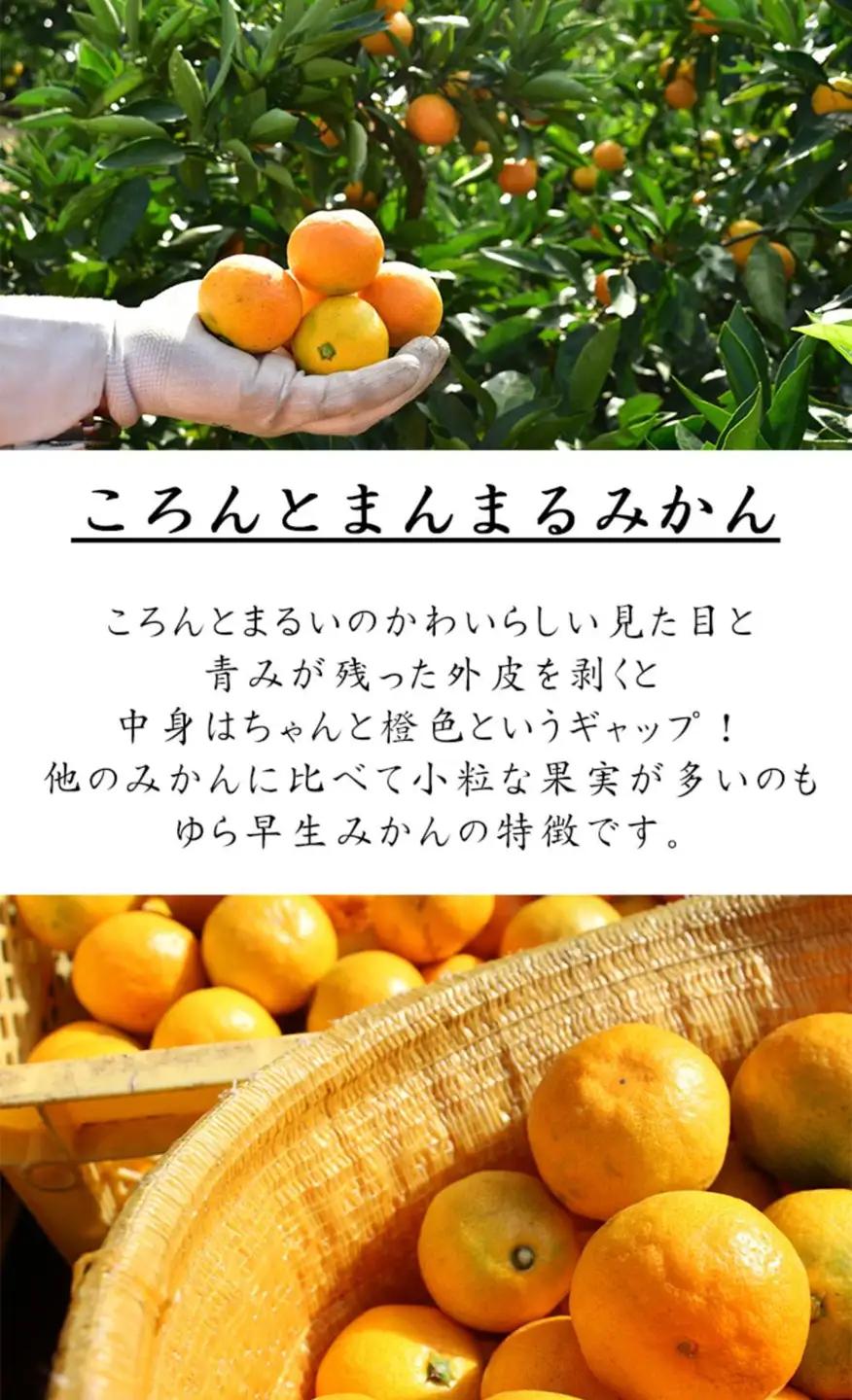極早生 ゆら早生みかん 【訳あり】5kg2S3Sサイズ【小粒のゆら早生みかん】10月～11月にまごころ産直みかんより農園直送※北海道・沖縄・離島への配送不可2Sサイズ 3S 小玉 小粒 小さい こつぶ
