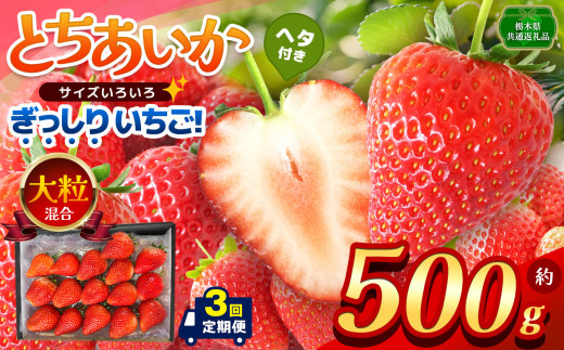 【先行予約】【栃木県共通返礼品】【定期便3回】ぎっしり とちあいか 大粒（サイズ不揃い） 約500g | いちご とちあいか ぎっしり サイズ 不揃い 大粒 新鮮 甘い 数量 限定 美味しい 果物 共通返礼品 フルーツ デザート 栃木県 那珂川町 送料無料