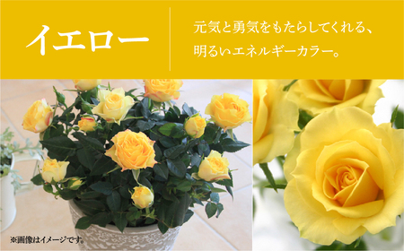 【母の日】ミニバラ イエロー 鉢植え レース柄 産地直送 品種おまかせ のため 訳あり [5月7日～10日 お届け] 四季咲き 花 ガーデニング 生産量 日本一 天皇杯 ※沖縄 離島配送不可 薔薇 セ
