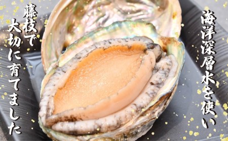 活 あわび 10個 セット 海鮮 鮑 貝 海の幸 高級 グルメ 料理 食材 食品 高級 贅沢 静岡県 藤枝市 ( 人気あわび ふるさと納税あわび ふるさとあわび furusatoあわび おすすめあわび