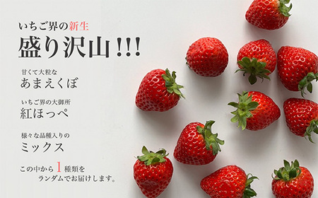 No.140 ☆お母さん応援☆ レシピ付き 大容量 冷凍いちご 1kg 冷凍 いちご