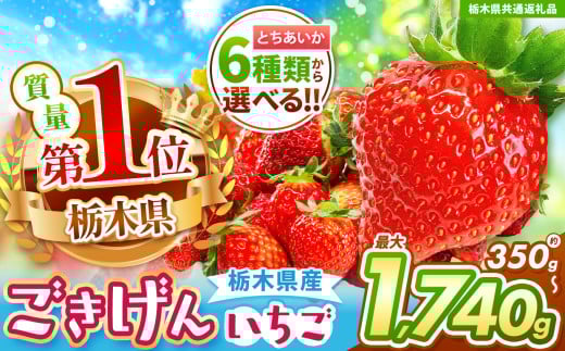 【栃木県共通返礼品】【チョイス限定企画】【先行予約】ぎっしりとちあいか 約1.2kg | いちご とちあいか 大粒 新鮮 甘い 数量 限定 美味しい 果物 共通返礼品 フルーツ デザート 栃木県 那珂川町 送料無料
