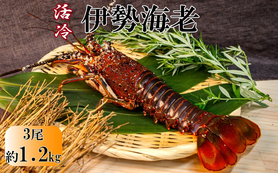 
O-21活　伊勢海老
