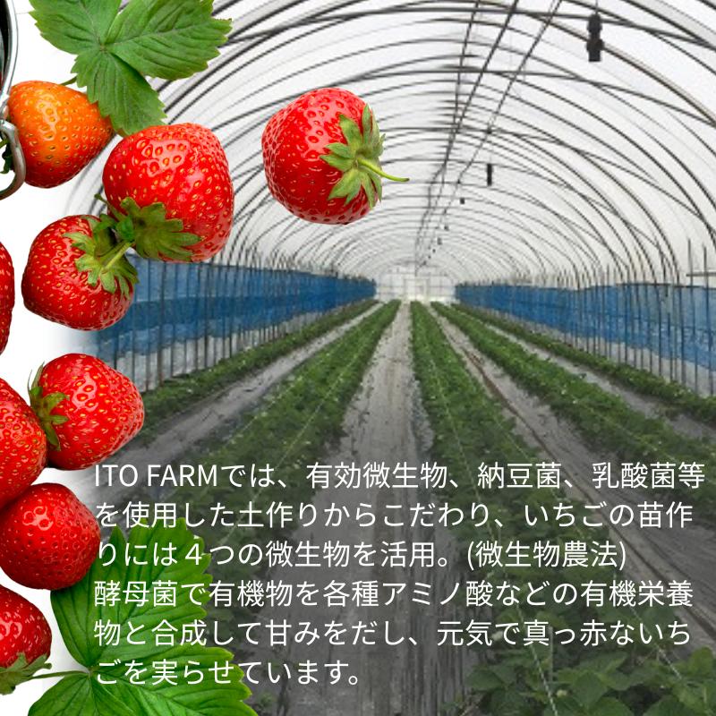 極上のいちごさん ITOFARM 苺 佐賀県産 イチゴ フルーツ 果物 :B240-016_イメージ4