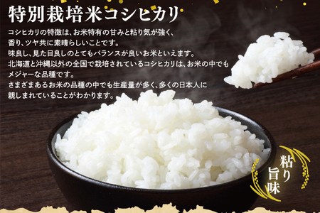 【令和7年産】鹿嶋市の子どもたちが食べている特別栽培米コシヒカリ10kg（5kg×2袋）【お米 米 こしひかり 特別栽培 有機肥料 有機栽培 鹿嶋市 茨城県 白米 新米 おにぎり ごはん 30000円
