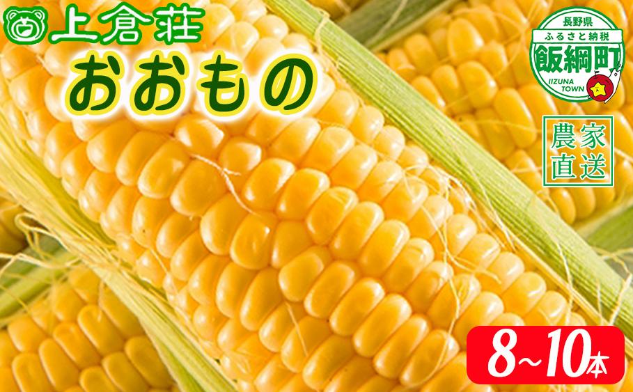 信州産 朝採りとうもろこし 8本～10本 ( 品種おおもの) 上倉荘 配送先は本州限定 2024年8月上旬頃から2024年9月下旬頃まで順次発送予定 長野県 飯綱町 [0763]