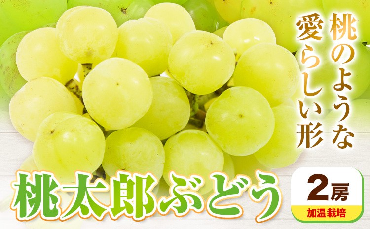 
                  【先行予約】岡山県産 桃太郎ぶどう 2房 加温栽培【配送不可地域あり】《7月中旬-8月中旬頃に出荷予定(土日祝除く)》有限会社ホーティカルチャー神島
                