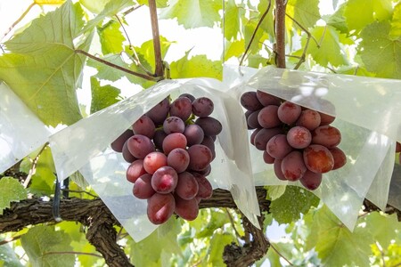 【2025年発送分】植原葡萄研究所の特選房選り詰め合せ