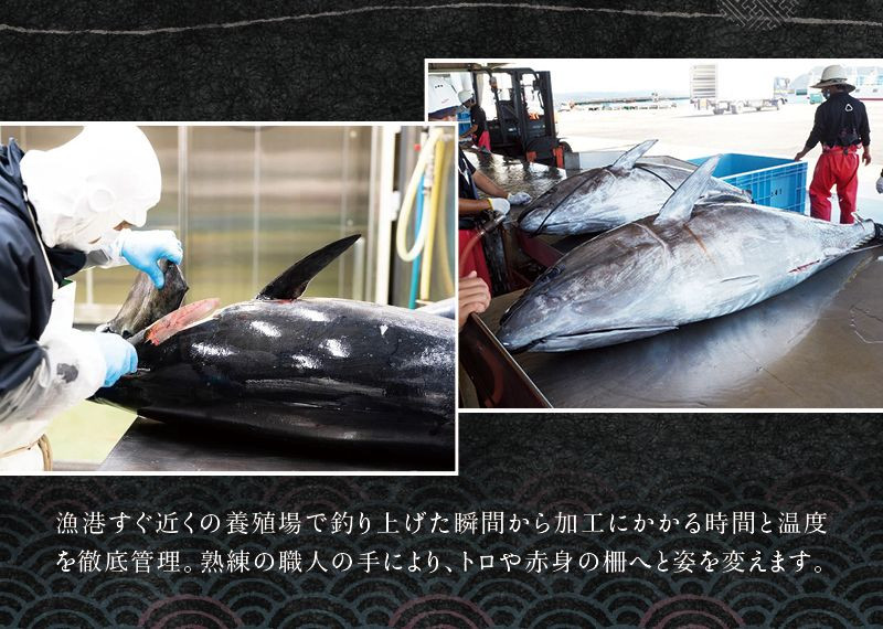 本マグロ（養殖）トロ＆赤身セット 3kg 【1ヶ月以内に発送】まぐろ 刺身 鮪 本鮪 クロマグロ 赤身 中とろ 大容量 まぐろたたき まぐろ丼