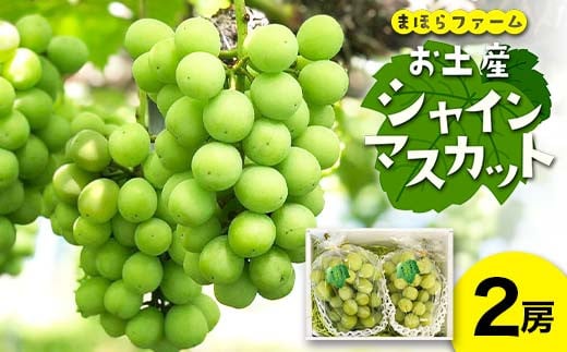 ＜先行予約・令和7年度産＞ お土産シャインマスカット2房 TY0-0804