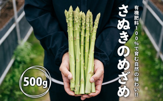 グリーンアスパラガス さぬきのめざめ 500g 朝採れ 鮮度バツグン 有機肥料 早朝収穫 人気 シャキシャキ 食感 新鮮 瑞々しい 甘い 歯ごたえ ロングサイズ  アスパラガス 農場 収穫 特別品質 
