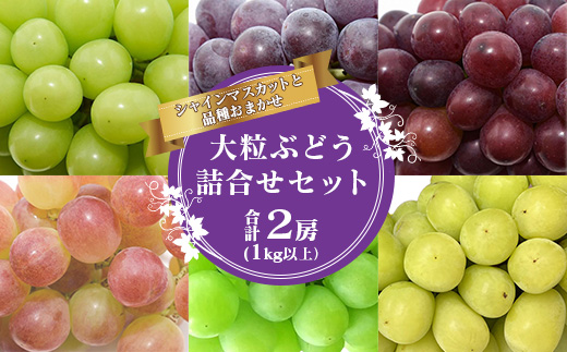 シャインマスカットと人気のぶどう 食べ比べ セット 計2房（計1kg以上）品種おまかせ 【2025年9月中旬頃から10月下旬頃発送予定】 ／ 2025年産 令和7年産 農家直送 生産者直送 山形県産 山形産 産地直送 果物 フルーツ 葡萄 東北 詰め合わせ 詰合せ　015-B-JF013