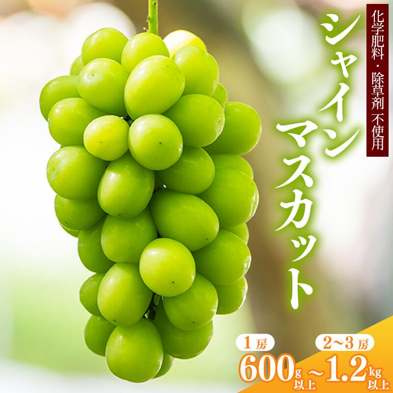 【ふるさと納税】＜厳選＞ 選べる！ シャインマスカット 600g 以上 〜 1.2kg 以上 ＜安全安心の栽培＞【2025年9月上旬頃〜10月上旬頃発送予定】山形県産 2025年産 ／ 甘い ぶどう ブドウ 種なし 葡萄 果物 フルーツ お取り寄せ 特産 産地直送 新鮮 東北 令和7年
