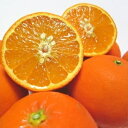 【ふるさと納税】 有田育ちの爽快セミノールオレンジ(ご家庭用)　約3kg　※2025年4月上旬～4月下旬順次発送予定