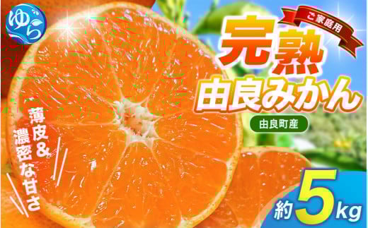 【先行予約】薄皮で濃い甘さ！完熟由良みかん【ご家庭用】5kg（混サイズ）和歌山県由良産※2025年11月下旬頃から順次発送予定(お届け日指定不可) / 柑橘 ミカン 蜜柑 甘い 由良町 フルーツ 果物
