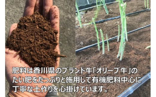 【予約受付開始！】2027年産 善通寺市産アスパラ｢さぬきのめざめ」１kg_Z2600004